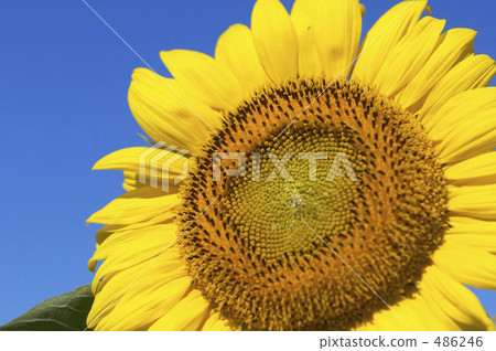 Sunflower field Sunflower field 486246