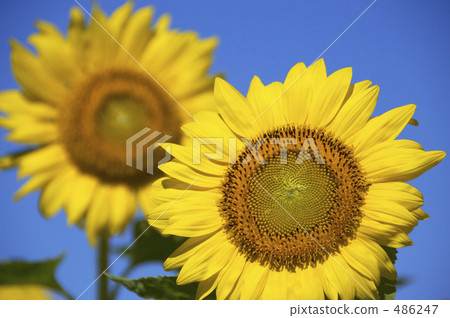 Sunflower field Sunflower field 486247