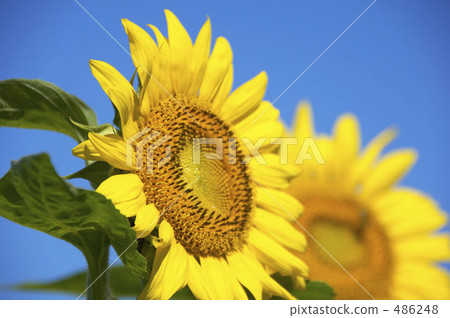 Sunflower field Sunflower field 486248