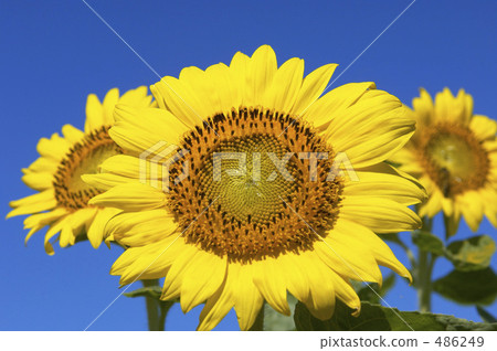 Sunflower field Sunflower field 486249