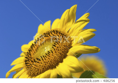 Sunflower field Sunflower field 486256