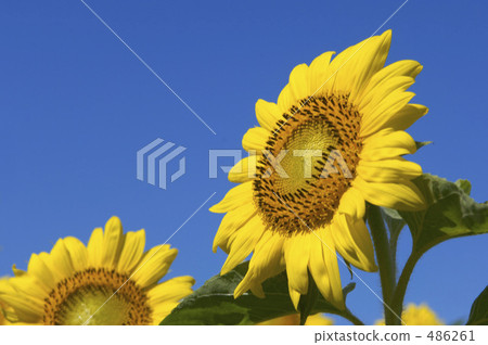 Sunflower field Sunflower field 486261