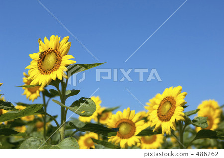 Sunflower field Sunflower field 486262