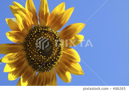 Sunflower field Sunflower field 486265