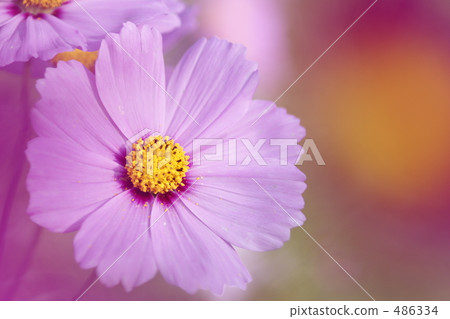 大波斯菊田地 橙色 橙子 486334