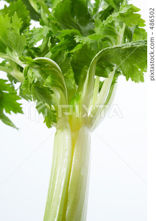 celery  486502