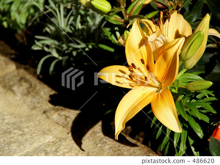 百合maculatum 486620