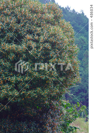 Kinmokusei在Yamazato開花 486834