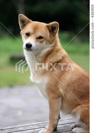Shiba Inu Shiba Inu 486909