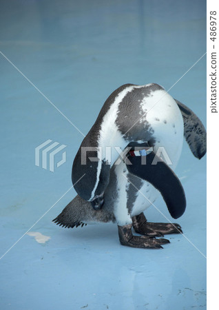 企鵝 企鵝 486978