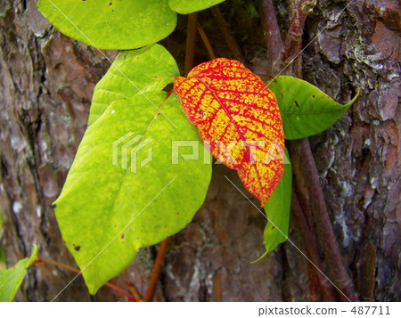 colored leaves 487711