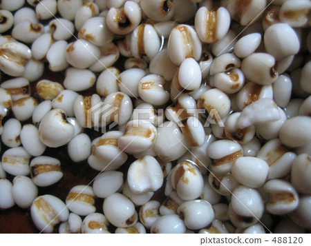 珍珠大麥 珍珠大麥 488120