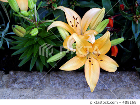 百合maculatum 488169