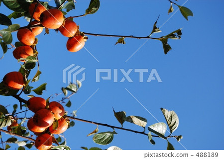 Persimmon tree Persimmon tree 488189