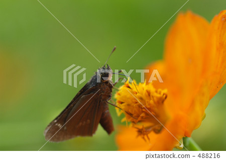 Ichimon dieselis 488216