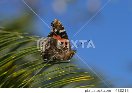 紅海軍上將 488218