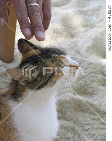 A cat I met in Greece 488287