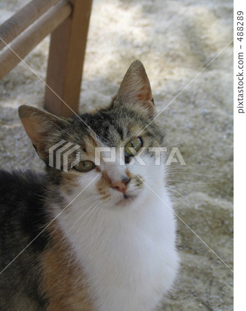 希臘貓在米科諾斯島 488289