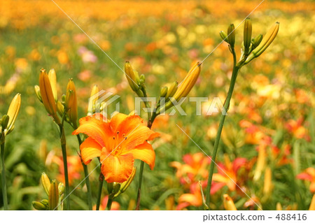 小百合公主 小百合公主 488416