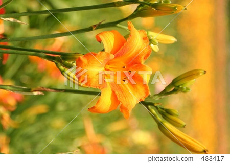 小百合公主 小百合公主 488417