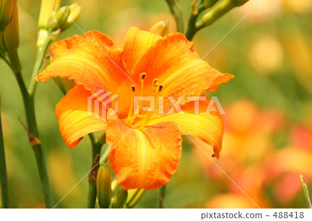 小百合公主 小百合公主 488418