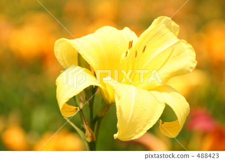 黃花菜 黃花菜 488423