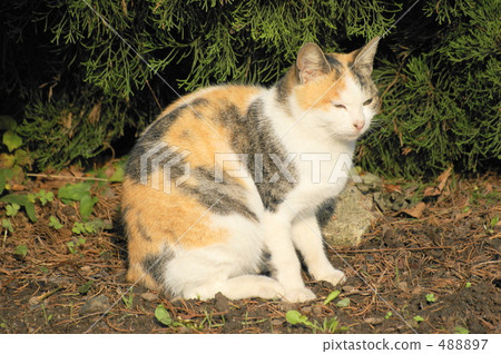 Cat in the field 488897