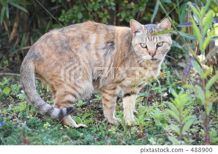 Cat in the field 488900