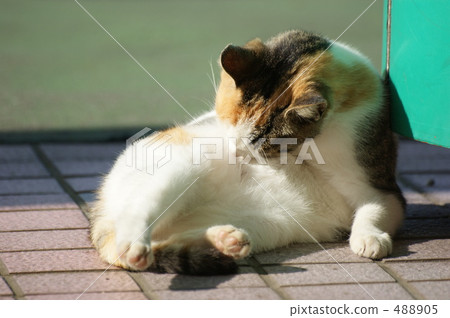 Cat in the field 488905
