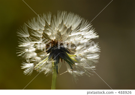 Dandelion's fluff 488926