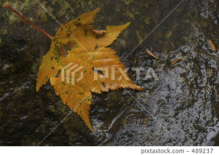 落葉 489237