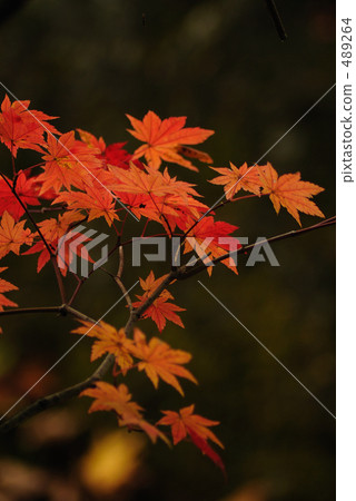 Autumn leaves Autumn leaves 489264