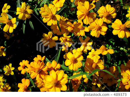 Zinia·Linearis 489373