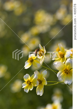 蜜蜂和冬季宇宙 蜜蜂和冬季宇宙 489378