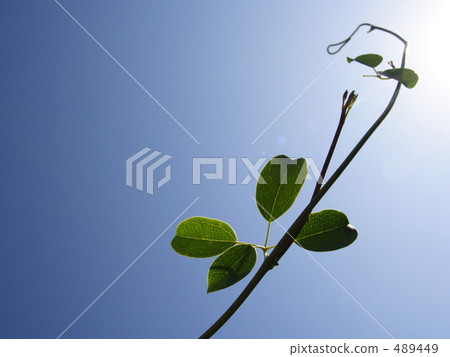 grow, growth, extend 489449