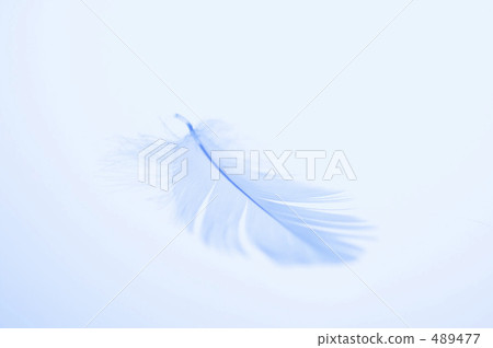 Feathers Feathers 489477