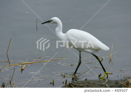 Yellow green shoes - 02 489507