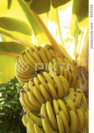 香蕉成為樹木 489594