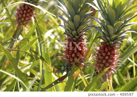 Coral pine 489597