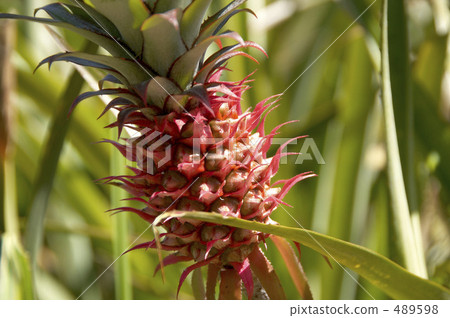 Coral pine 489598