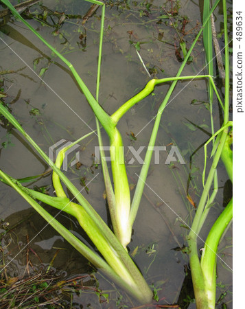 Makomotake 489634
