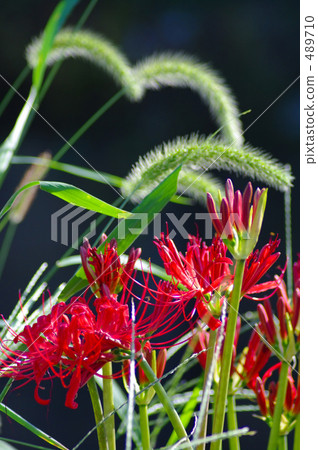 Mandarin sawas decorating autumn 489710