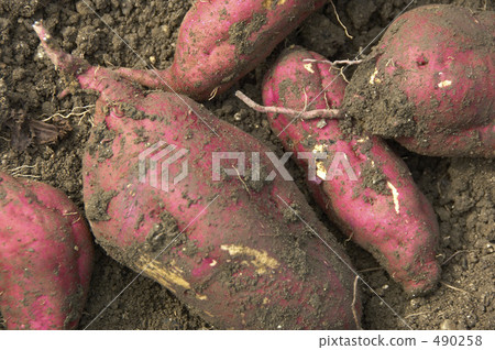 甘藷與土壤 甘藷與土壤 490258