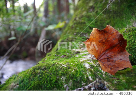 leaf leaf 490336