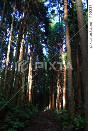 Cedar forest Cedar forest 490337