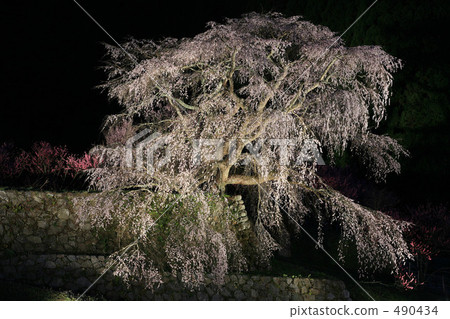 Orihara櫻花Odaiba晚上風景 490434