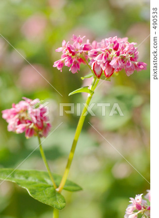 Red flower flowers 490538