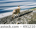 Cat 2 491210