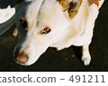 Dog 2 491211