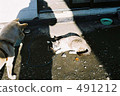 Confrontation 491212